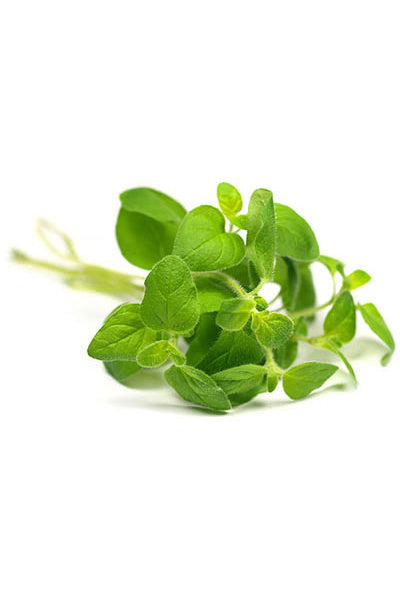 Basil  Aroma Natural de Manjericão