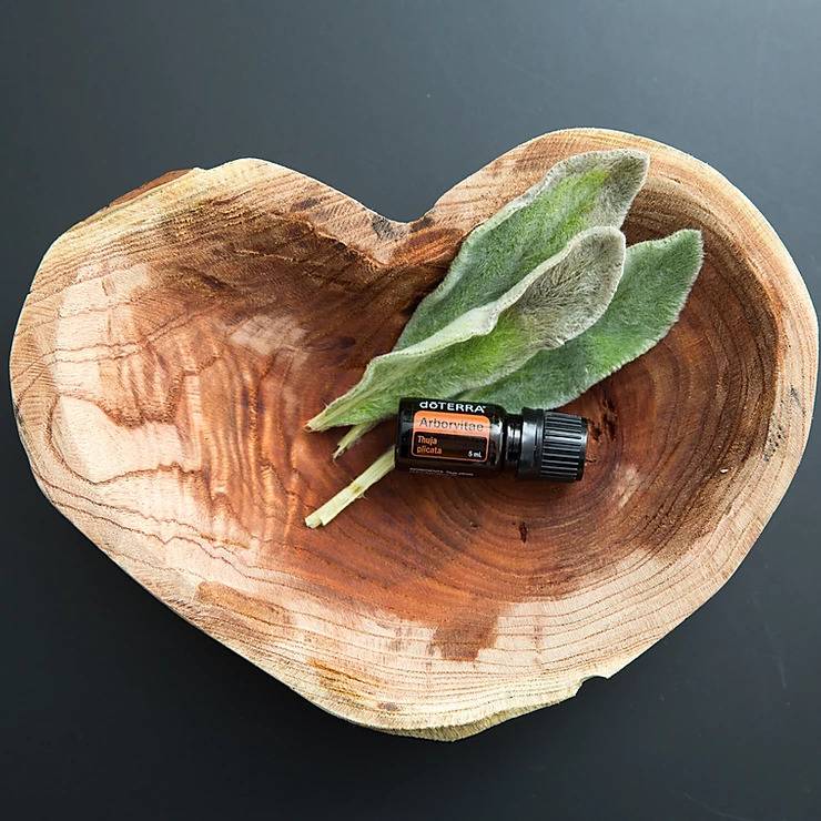 Arborvitae Óleo Essencial  Thuja plicata (Arborvitae)